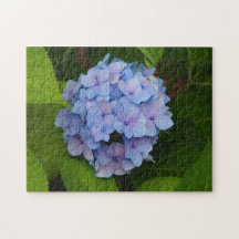 Pretty Blue and Pink Hydrangea Floral Photo