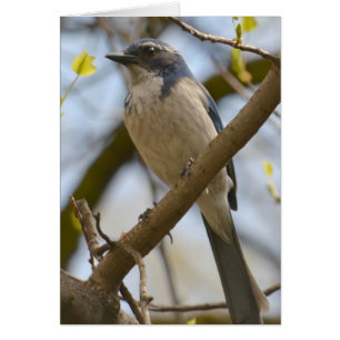 Pretty Blue Bird