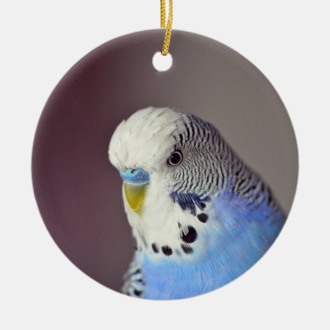 Pretty Blue Budgie Photo Ceramic Ornament (Front)