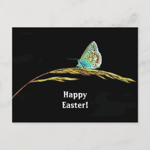 Pretty Blue Butterfly Grass Photo Easter Postcard