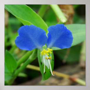 Pretty Blue Flower Square Crop Poster