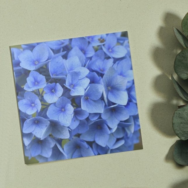 Pretty Blue Hydrangea Bloom Floral Tile (In Situ)