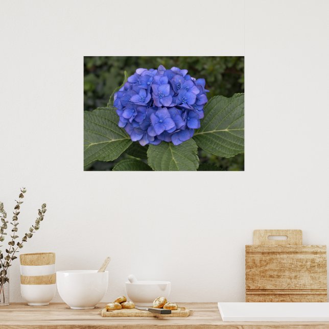Pretty Blue Hydrangea Poster (Kitchen)