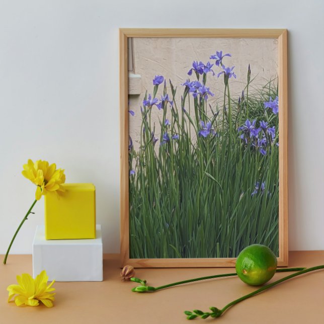 Pretty Blue Irises Floral Photo Print (In Situ (Framed))