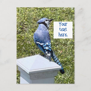 Pretty blue jay on post custom postcards