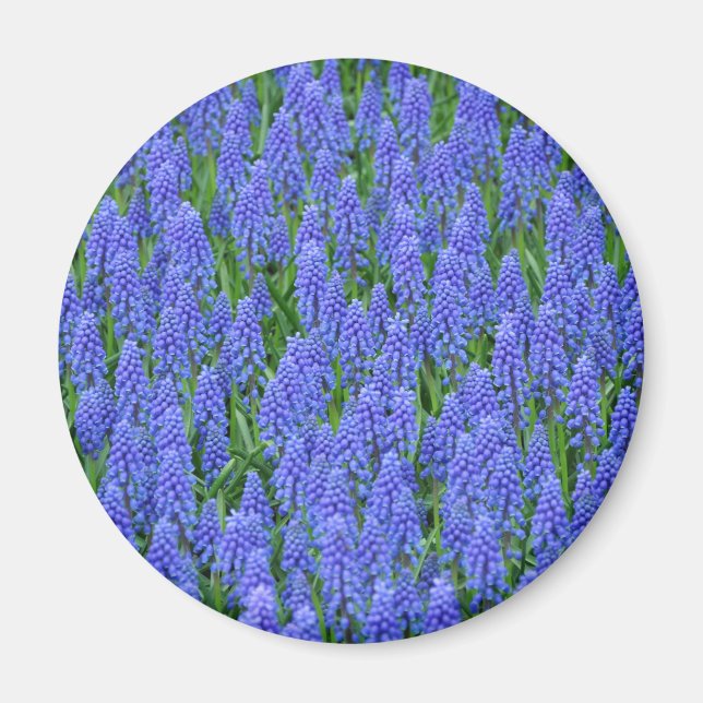 Pretty blue muscari flowers magnet (Front)