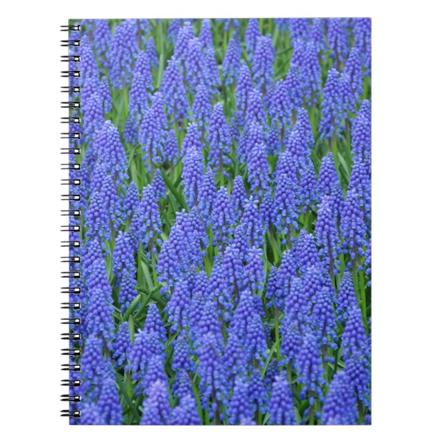 Pretty blue muscari flowers spiral notebook (Front)