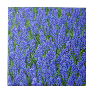 Pretty blue muscari flowers tile