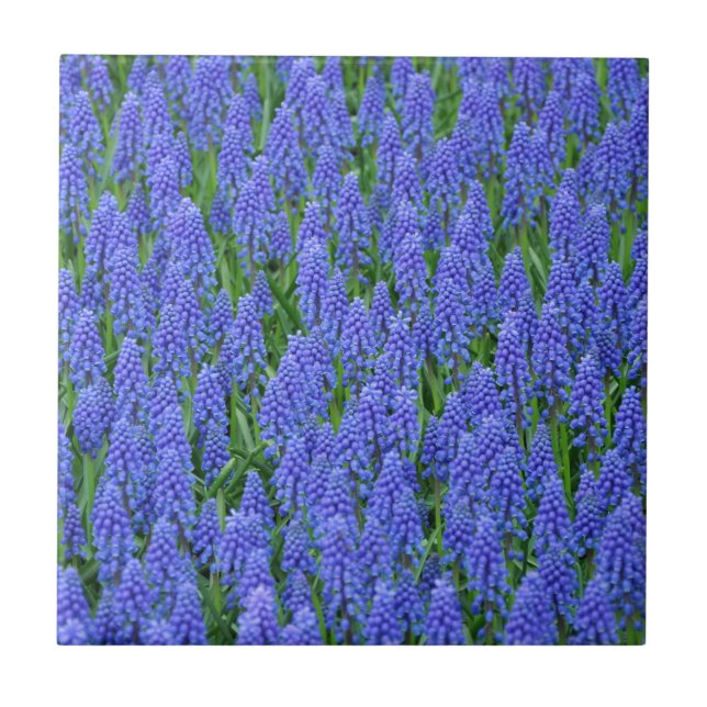 Pretty blue muscari flowers tile (Front)