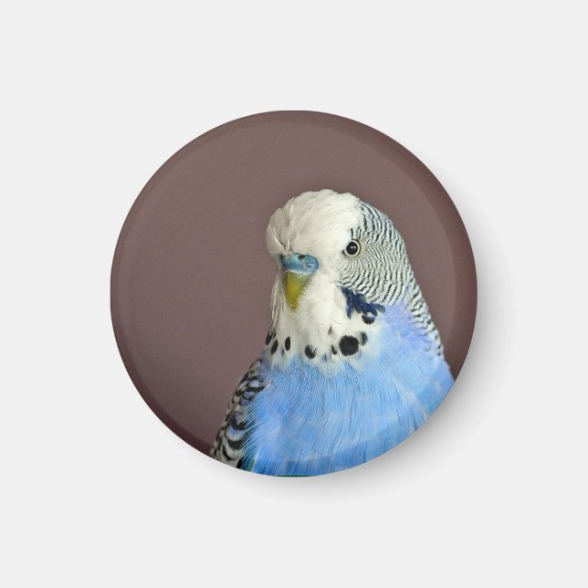 Pretty Blue Parakeet Photo Magnet (Front)