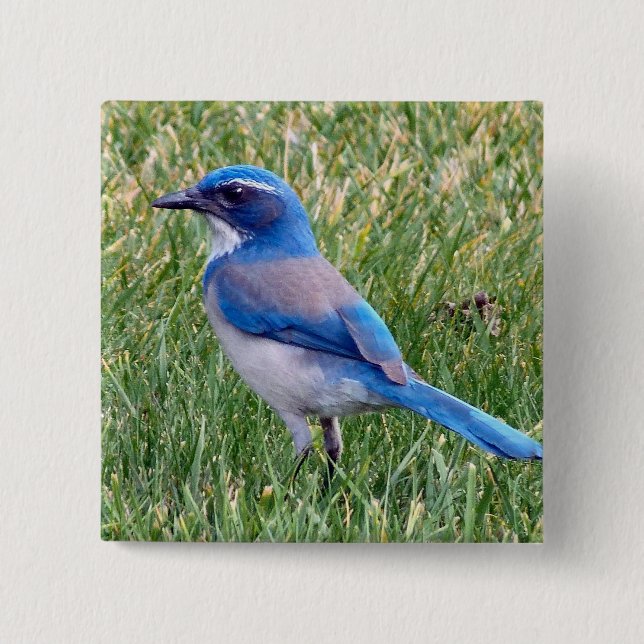 Pretty Blue Scrub Jay Bird Photo 15 Cm Square Badge (Front)