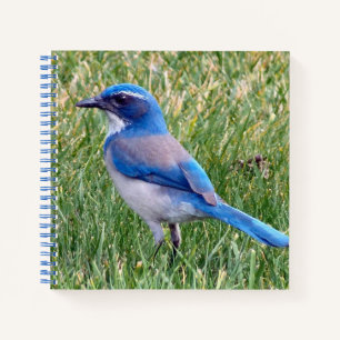Pretty Blue Scrub Jay Bird Photo Notebook