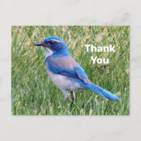 Pretty Blue Scrub Jay Bird Photo Thank You