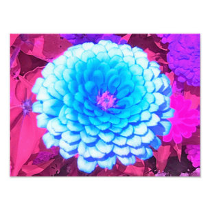 Pretty Blue Zinnia in the Purple Summer Garden Photo Print
