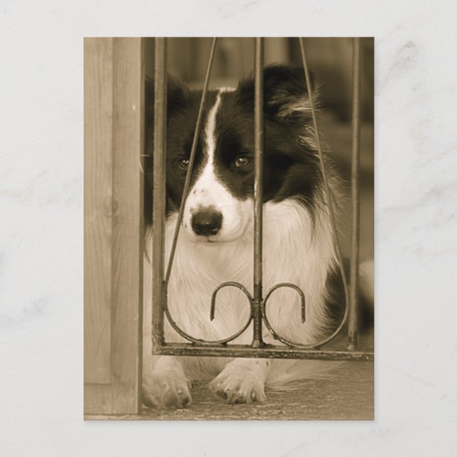 Pretty Border Collie Dog Postcard (Front)