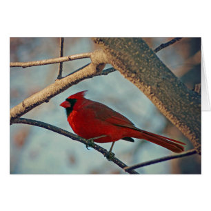 Pretty Boy Male Cardinal