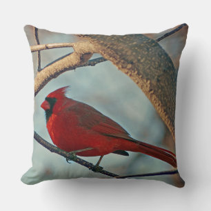 Pretty Boy Male Cardinal Cushion