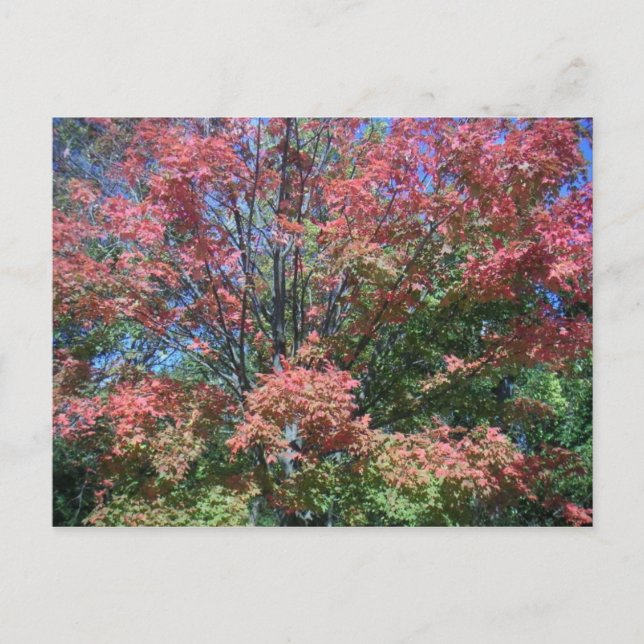 Pretty Bright Fall Colours Of Tree And Leaves Postcard (Front)