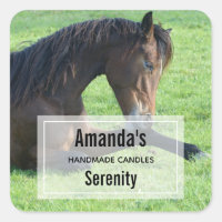 Pretty Brown Horse Laying in the Grass Candle Biz