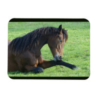 Pretty Brown Horse Laying in the Grass