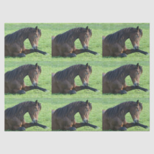 Pretty Brown Horse Laying in the Grass Patterned Tissue Paper
