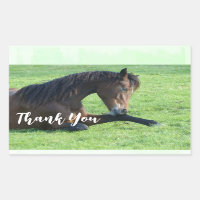Pretty Brown Horse Laying in the Grass Thank You