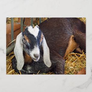 Pretty Brown Nubian Goat Gold Birthday