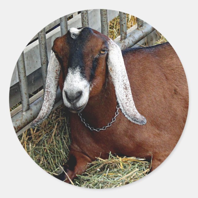 Pretty Brown Nubian Goat Photo Classic Round Sticker (Front)