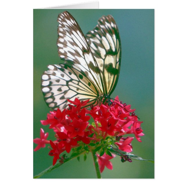 Pretty Butterfly on a Pretty Flower (Front)