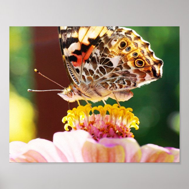 Pretty Butterfly on Pink Zinnia Nature Photography Poster (Front)