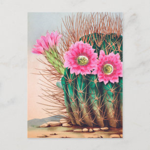 pretty cactus postcard