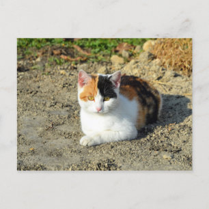 Pretty Calico Cat Photo Postcard