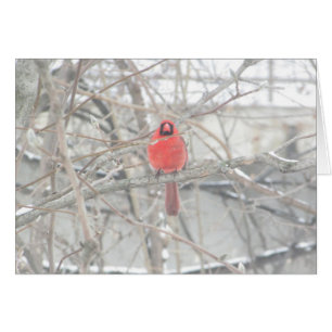 Pretty Cardinal on Winter's Day Blank Card