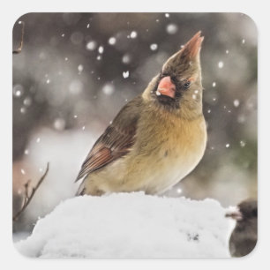 Pretty Cardinal Snow Scene Stickers