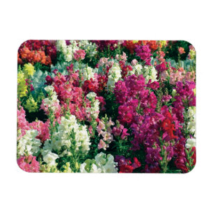 pretty colourful garden flowers magnet
