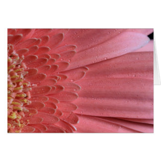 Pretty Coral Pink Gerbera Daisy
