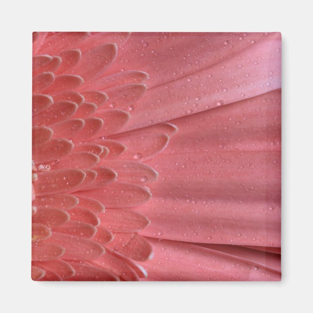Pretty Coral Pink Gerbera Daisy Magnet (Front)