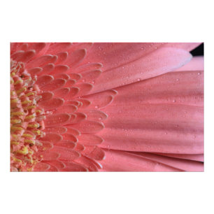Pretty Coral Pink Gerbera Daisy Photo Print
