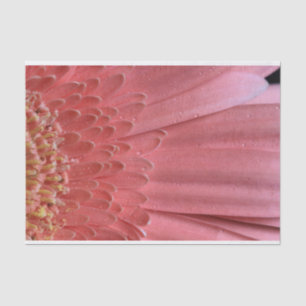 Pretty Coral Pink Gerbera Daisy Tissue Paper