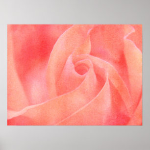 Pretty Coral Pink Rose Floral Art Photography Poster