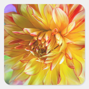 Pretty Dahlia Floral Stickers