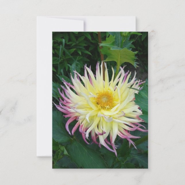 Pretty Dahlia Flower Card (Front)