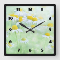 Pretty Daisies in a Field Photograph on a