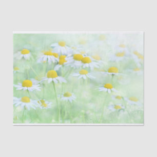 Pretty Daisies in a Field Photograph Tissue Paper