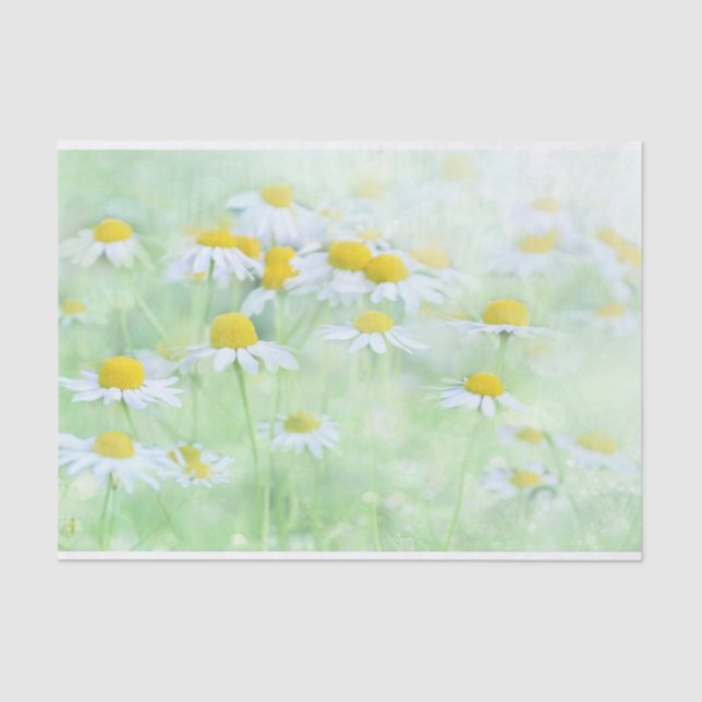 Pretty Daisies in a Field Photograph Tissue Paper (Front)