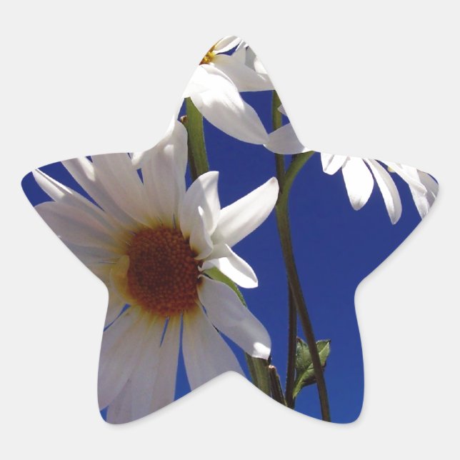 Pretty Daisies Star Sticker (Front)