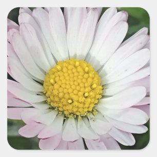 Pretty daisy square sticker