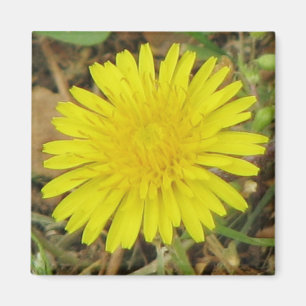 Pretty Dandelion Magnet