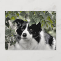 Pretty Dog in Green Leafy Woodland