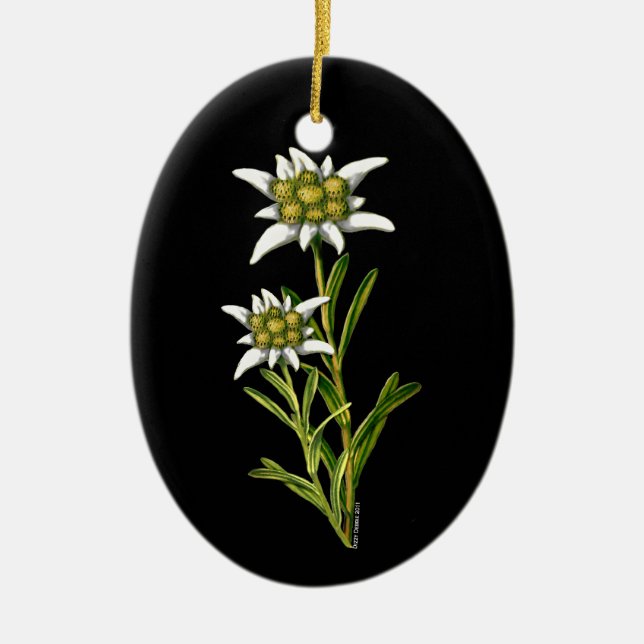 Pretty Edelweiss ornament (Front)